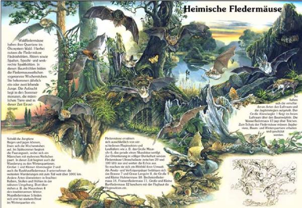 Bild- und Lehrtafel: Fledermäuse im Wald